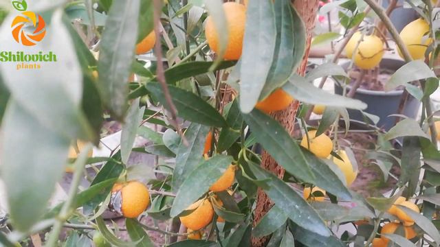 Microcitrus "Eremoоrange" , микроцитрус Эремоорандж смотреть онлайн