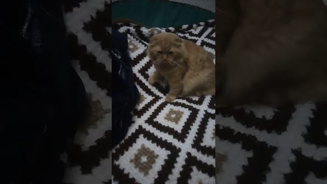 Рыжий ДаЙ пЯтЬ смотреть онлайн