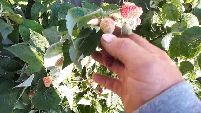 Новый Ремонтный сорт малины Царица земли. смотреть онлайн