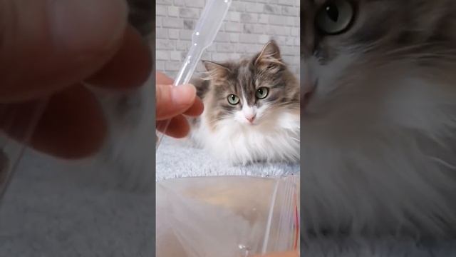 Набор для сбора мочи у животных. Важные детали в коментариях. #котовасенька #котики #cat #обзор смотреть онлайн