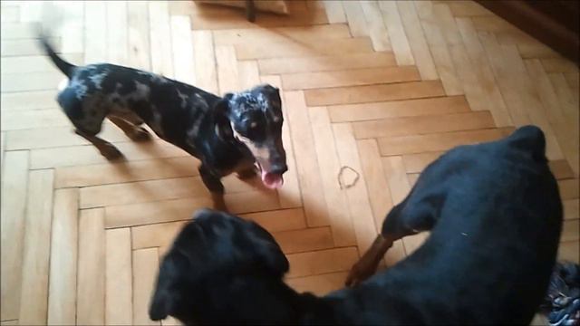 Crazy Rottweiler and Silly Dachshund in love смотреть онлайн
