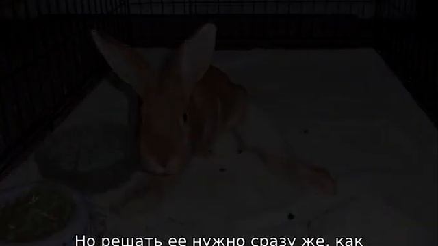 У кролика отказали задние лапы — что делать смотреть онлайн