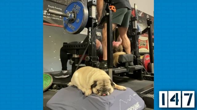 60 ЛЕТНИЙ АМЕРИКАНЕЦ И ШТАНГА 205КГ - Что меня удивило в железном спорте?! 008 смотреть онлайн