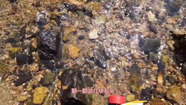 河邊散步撿到全新玩具，3個不同的牛頭車按一下就能跑，誰能跑得更遠呢【野王大坤戶外】 смотреть онлайн