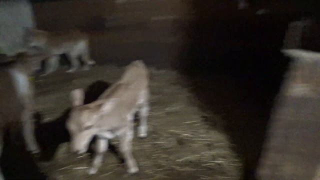 Храбрый теленок! Такого вы точно не видели! смотреть онлайн