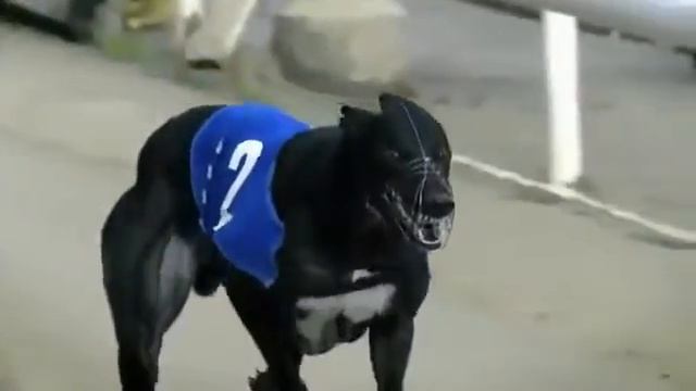 Собачьи бега Рывок грейхаунды смотреть онлайн