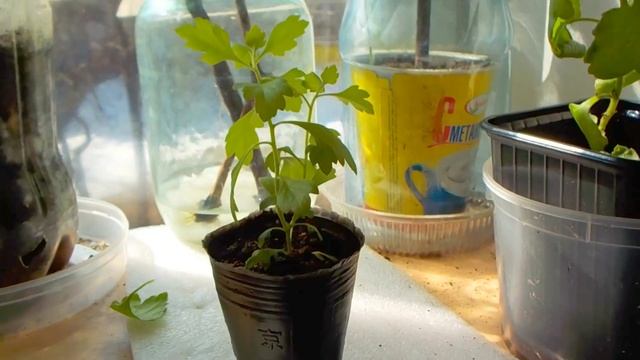 Рассада хризантем переросла,что делать? смотреть онлайн