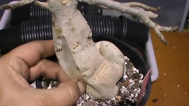 Aparentemente; adenium obesum 19 marzo смотреть онлайн