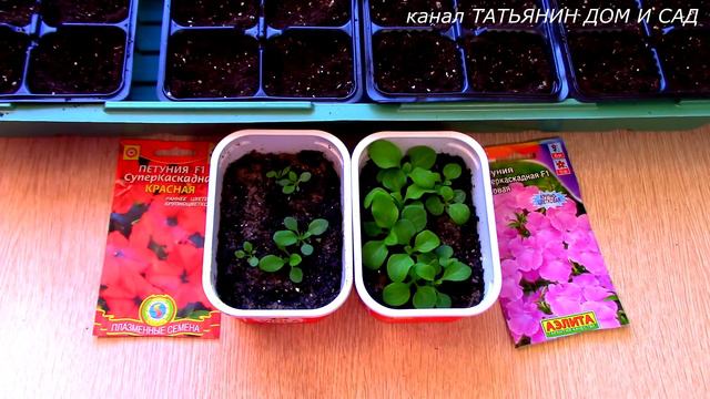 пикировка ПЕТУНИИ