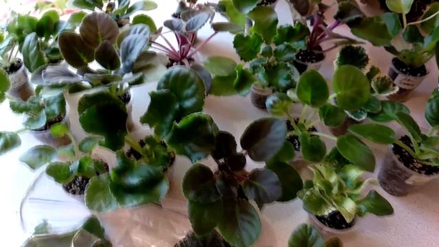 Распаковка посылки фиалок. Что мне прислали? смотреть онлайн