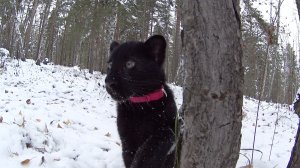 Пантера Луна и первый снег / Зимние игры котенка черной пантеры с ротвейлером Вензой