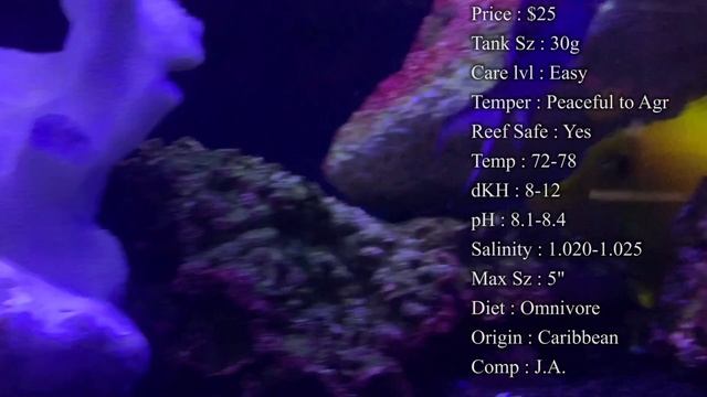 All About The Blue Reef Chromis or Blue Reef Damselfish смотреть онлайн