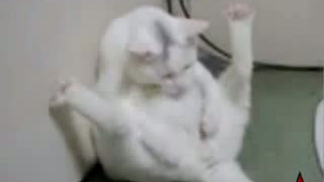 Забавные животные 33 смотреть онлайн