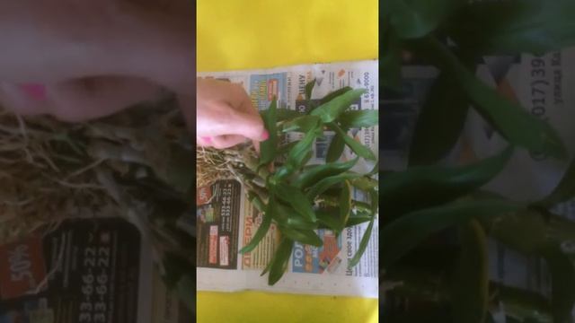 Очередная партия подаренных растений. Осторожно, МУЧНИСТЫЙ ЧЕРВЕЦ! смотреть онлайн