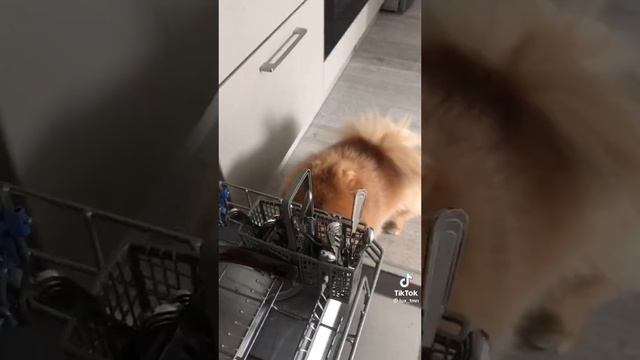 шпицы топ😻❤️😬 смотреть онлайн