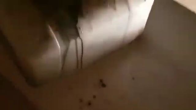 Поймали каракатицу. смотреть онлайн