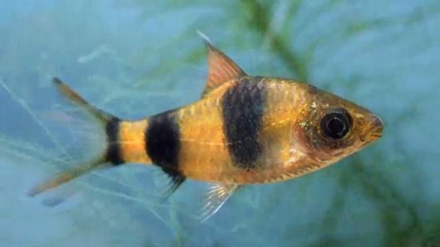 BARBUS FILAMENTOSUS - метаморфозы в окраске смотреть онлайн