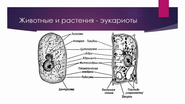 Биология 9 класс. Строение клеток животных и растений. Людмила Ивановна. Profi-Teacher.ru смотреть онлайн