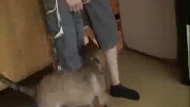 Vyatkins' Malinois Young Dogs - training, Part 2 смотреть онлайн