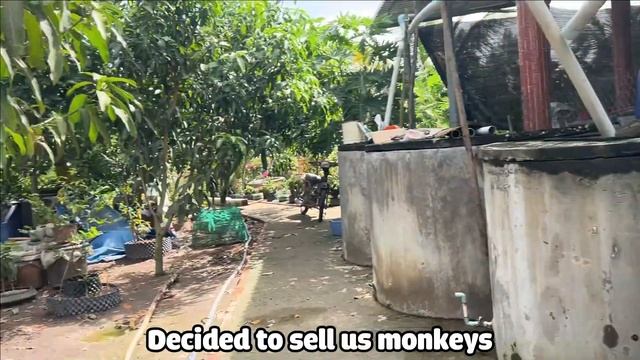 Monkey Bibo | Rescue The Poor Hungry Baby Monkey