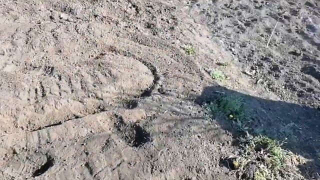 Посадка перцев и помидор. смотреть онлайн