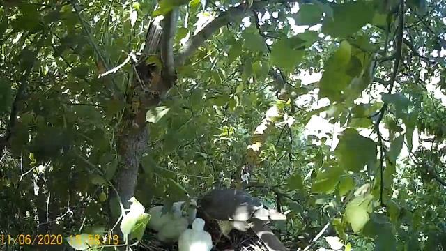 Гнездо ястреба-перепелятника №2 (кормление птенцов) смотреть онлайн