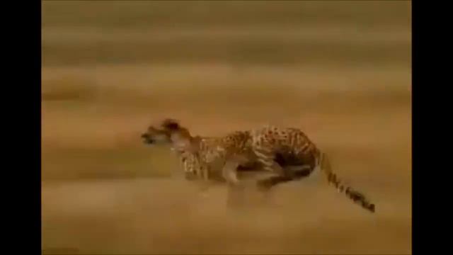 Анекдот про косулю и гепарда смотреть онлайн