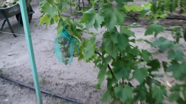 Виноград Дубовский розовый начало окрашивания . Сигнальное плодоношение на своих корнях 02.08.2020 смотреть онлайн
