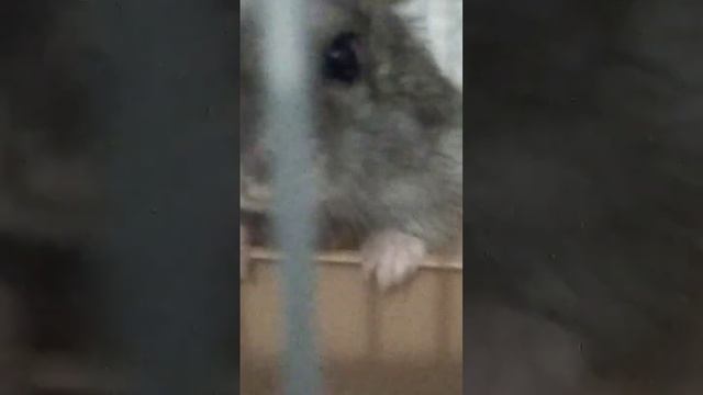 мой хомяк после сна ?? смотреть онлайн