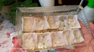 Проращивание семян перца проверенным способом/Замочила позднеспелые перцы