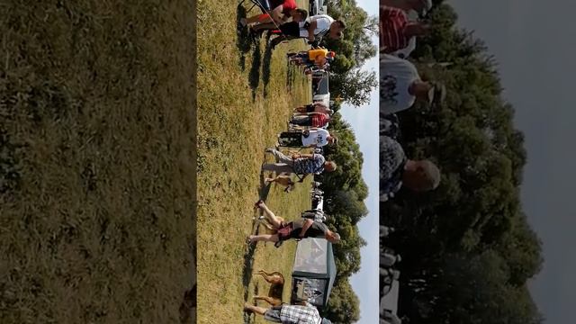 Всероссийская выставка гончих 2019 