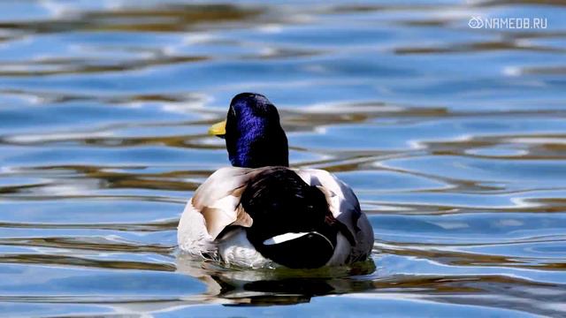 6 самых проницательных знаков Зодиака смотреть онлайн
