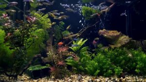 Красивый аквариум с рыбками - Заставка для ТВ | Screensaver | Атмосфера уюта | Релаксация | ASMR