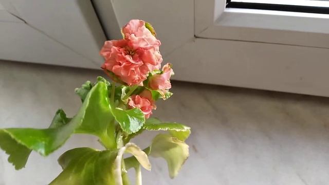 Вечноцветущая бегония Оранж. смотреть онлайн