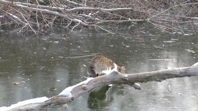 Первый лед . Зимняя рыбалка , окуни на балду и удочки с мормышкой. Кот на рыбалке. My fishing смотреть онлайн