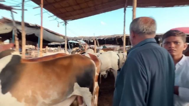 MASHALLAH APNI QURBANI KE LIYE JANWAR PASAND A GAYA ❤️ | SYED FAHAD | MALIR MANDI | THE FUN FIN смотреть онлайн