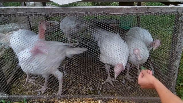 Секреты выращивания бройлерных индюков Биг - 6 / 25 кг за 180 дней смотреть онлайн