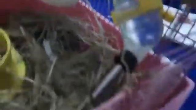 Мои джунгарики привезли урааа!!!мальчик и девочка смотреть онлайн
