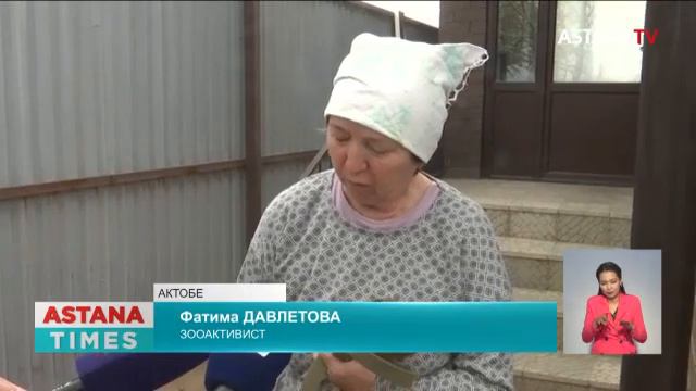 Массовая стерилизация бродячих животных едва не привела к гибели собак в Актобе смотреть онлайн