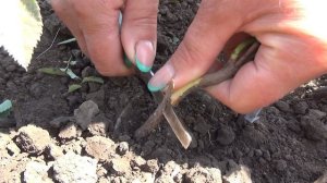 Прививка роз. Мастер класс от Татьяны.