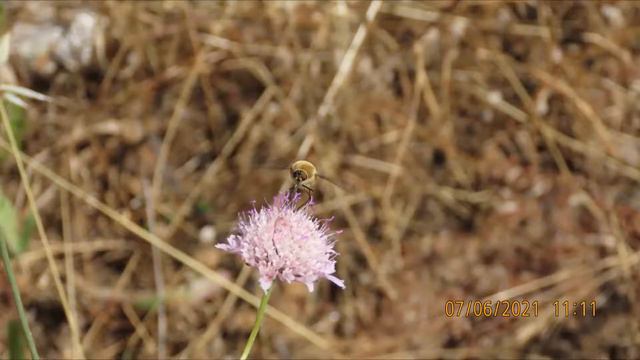 Bombylius major commonly named the large bee fly, the dark edged bee fly or the greater bee fly смотреть онлайн