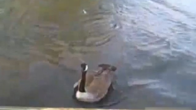 Утка напала на рыбака с собакой смотреть онлайн