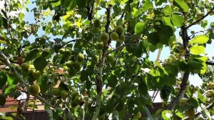 ч.2 АБРИКОС, урожай после экспериментов повышения опыляемости и отсрочки зацветания.