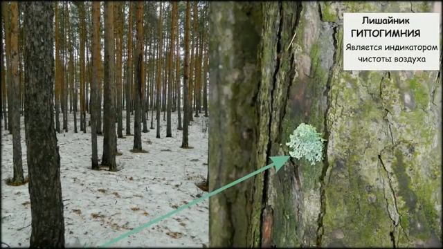 Как прекрасен этот лес, посмотри! (МАОУ СОШ № 2 | город Реж, Свердловская область) смотреть онлайн