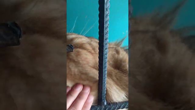 Симбуня-выбражуня🦁😍👍❤ смотреть онлайн