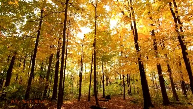 САМЫЕ КРАСИВЫЕ МЕЛОДИИ В ИСТОРИИ - КРАСИВЫЕ МЕЛОДИИ смотреть онлайн