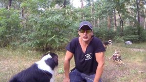 47. Чем поощрять собаку во время дрессировки