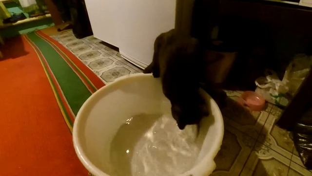 Кот барсик ловит рыбу. Сезон 2016-2017. смотреть онлайн