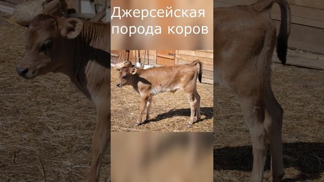 Джерсейская порода коров смотреть онлайн