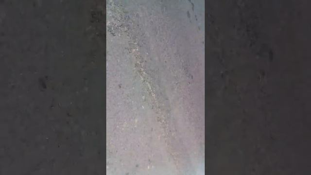 Нашли кота его збила машина нашли хозяина смотреть онлайн